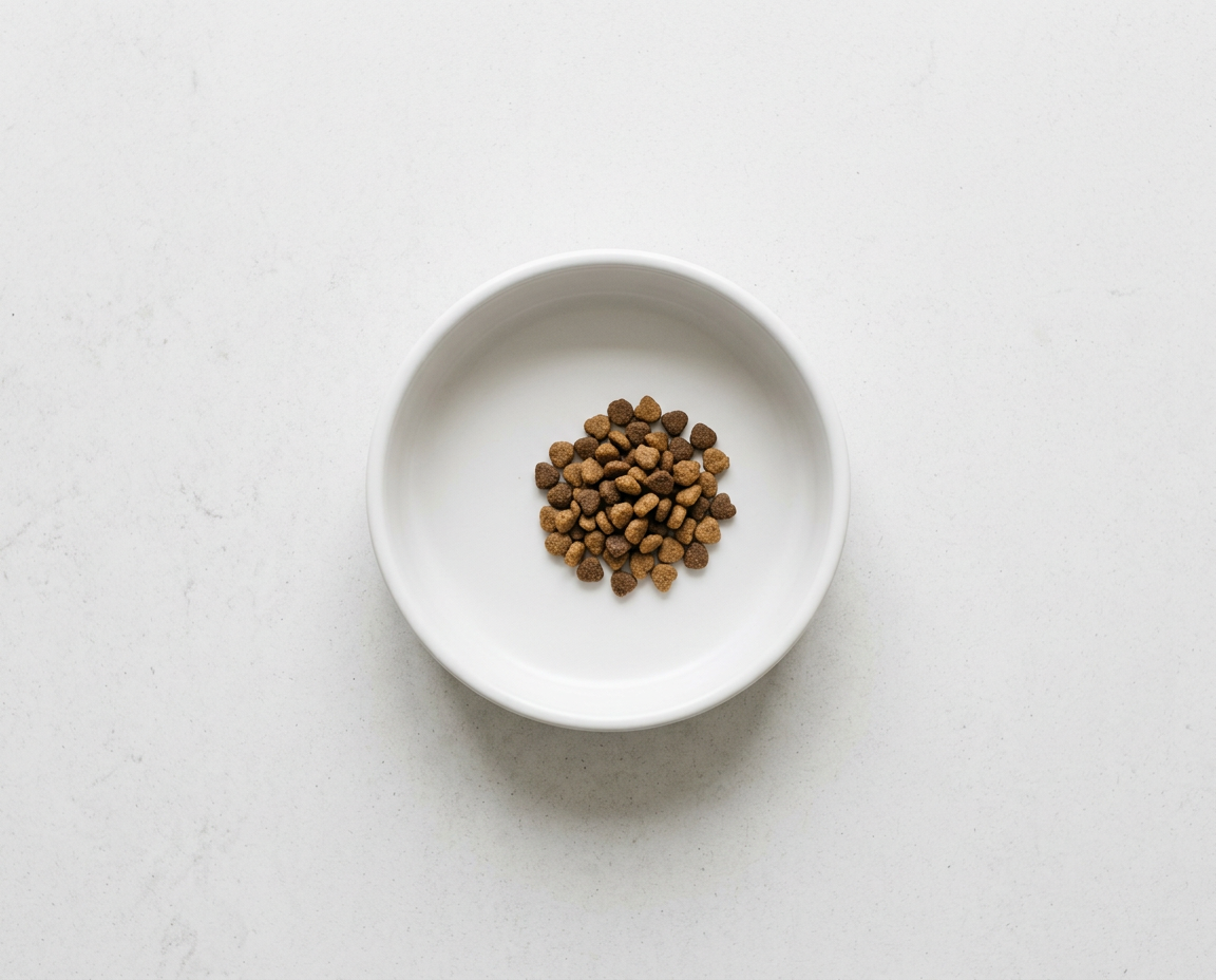 Precisely portioned dry cat kibble in a modern ceramic bowl — how much to feed a cat by age and weight guide | PetNex Australia