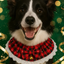 Dog wearing a red plaid bow tie with a festive green background