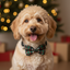 Dog wearing a plaid bow tie in front of a Christmas tree with lights and presents.