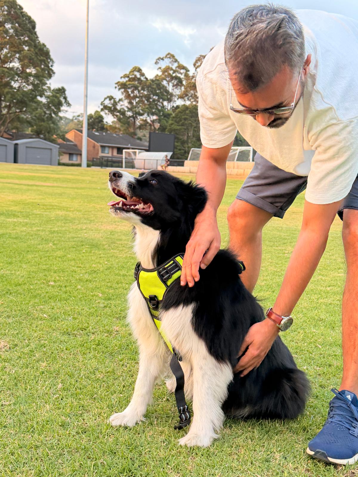 Putting on the PetNex LED Light-Up Green Harness on a Border Collie Dog