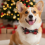 Corgi dog wearing a festive bow tie in front of a decorated Christmas tree.