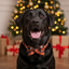 Black dog wearing a bow tie in front of a Christmas tree and presents.