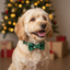 Dog wearing a green bow tie in front of a decorated Christmas tree with lights and presents.