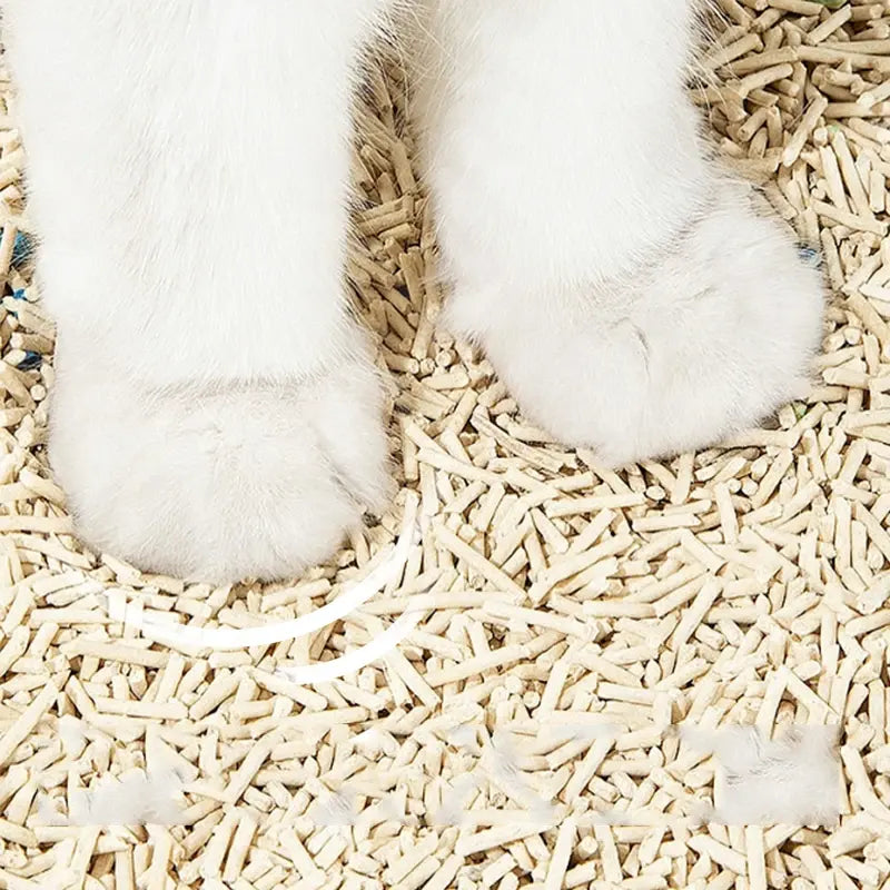 Close-up of a cat's paws on a bed of wood shavings