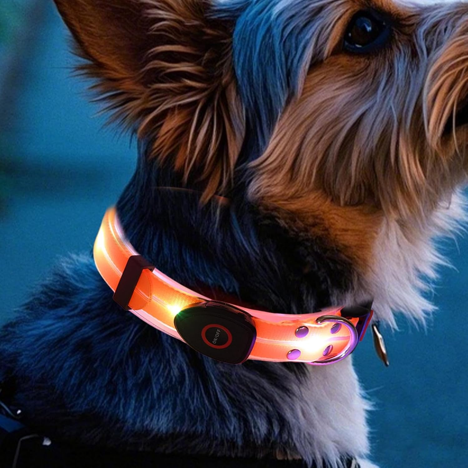 PetNex Dog wearing an orange glowing LED collar against a blurred background