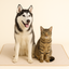 Dog and cat sitting on a mat against a beige background