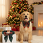 Dog wearing a plaid bow tie sitting in front of a decorated Christmas tree.
