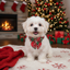 Small white dog wearing a red and green bow tie collar in front of a Christmas tree and fireplace.