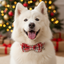 White dog wearing a red plaid bow tie in front of a decorated Christmas tree with lights and presents.