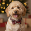Dog wearing a bow tie in front of a decorated Christmas tree with lights and presents.