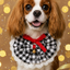 Dog wearing a checkered collar with a red bow on a gold background