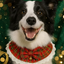 Dog wearing a plaid bow tie with a festive green background